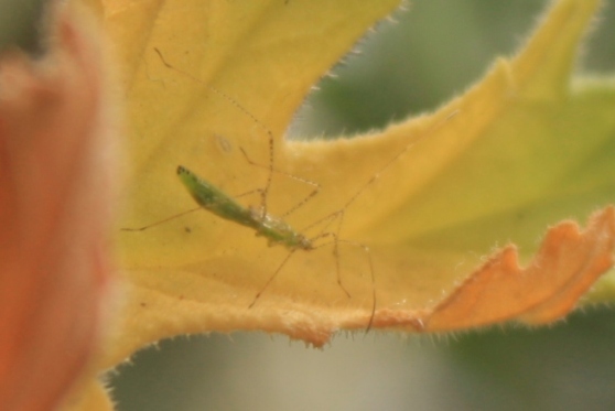 insecto palito verde sobre hoja de pelargonium graveolens 2