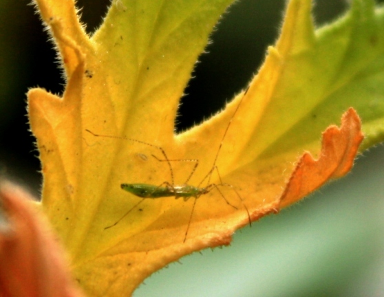 insecto palito verde sobre hoja de pelargonium graveolens 3